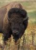 Film Poslední bizon (The Last Buffalo) 2015 online ke shlédnutí