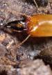 Film Svět podle termitů (Svět podle termitů) 2017 online ke shlédnutí