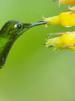 Film Úžasný kolibřík (Nature: Super Hummingbirds) 2016 online ke shlédnutí