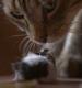 Film Hra kočky s myší (Le jeu du chat et de la souris) 2018 online ke shlédnutí