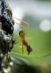 Film V říši stromových mravenců (V říši stromových mravenců) 2013 online ke shlédnutí