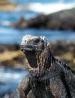 Film Divoké Galapágy (Wild Galapagos) 2016 online ke shlédnutí