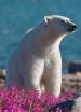 Film Léto ledních medvědů (Polar Bear Summer) 2015 online ke shlédnutí