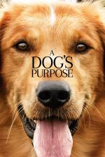 Film Psí poslání (A Dog's Purpose) 2017 online ke shlédnutí