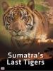Film Poslední tygři sumaterští (Sumatra's Last Tigers) 2015 online ke shlédnutí