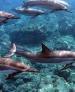Film Divocí delfíni (Wild Dolphins) 2017 online ke shlédnutí