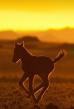 Film Africký divoký západ (Afrikas Wilder Westen - Die Pferde der Namib) 2014 online ke shlédnutí