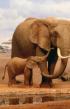 Film Tajemství pouštních slonů (Das Geheimnis der Wüstenelefanten) 2013 online ke shlédnutí