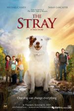 Film The Stray (The Stray) 2017 online ke shlédnutí