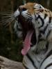 Film Hon na ruského tygra (Hunt for the Russian Tiger) 2012 online ke shlédnutí