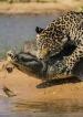 Film Jaguár vs. krokodýl (Jaguars vs. Crocs) 2018 online ke shlédnutí