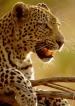 Film Levhartí královna (Leopard Queen) 2010 online ke shlédnutí