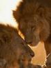 Film Divoká Botswana: Lví bratrstvo (Wild Botswana: Lion Brotherhood) 2014 online ke shlédnutí
