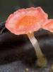 Film Jak houby stvořily náš svět (The Kingdom: How Fungi made our world) 2017 online ke shlédnutí