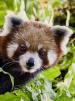 Film Panda červená: Himálajské tajemství (Universum: Nepals Regenwälder - Im Reich des Roten Pandas) 2017 online ke shlédnutí