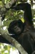 Film Opice v nás (Die Affenbande) 2017 online ke shlédnutí